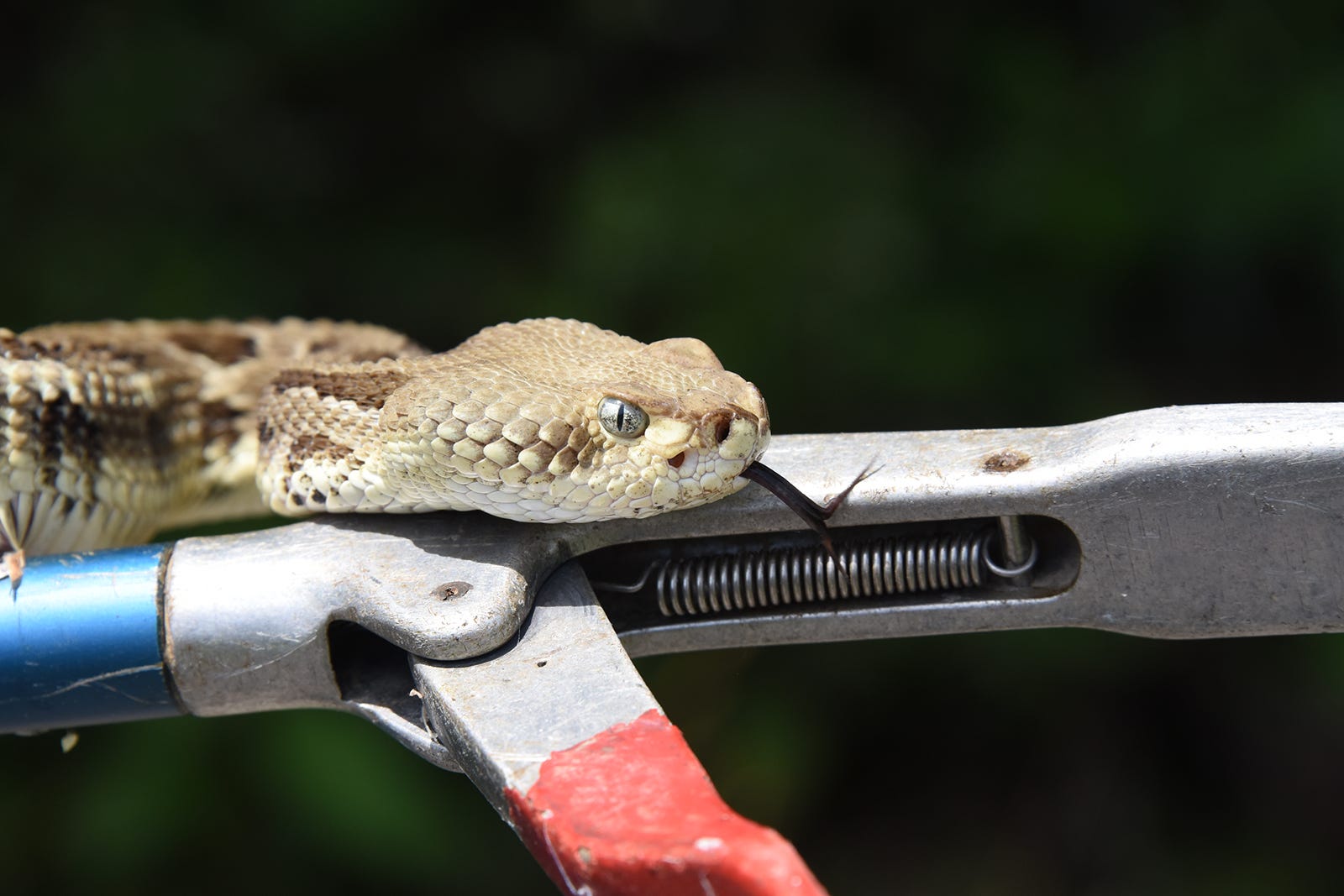 Snakes In Pa How To Tell If They Re Venomous And What To Do If Bitten