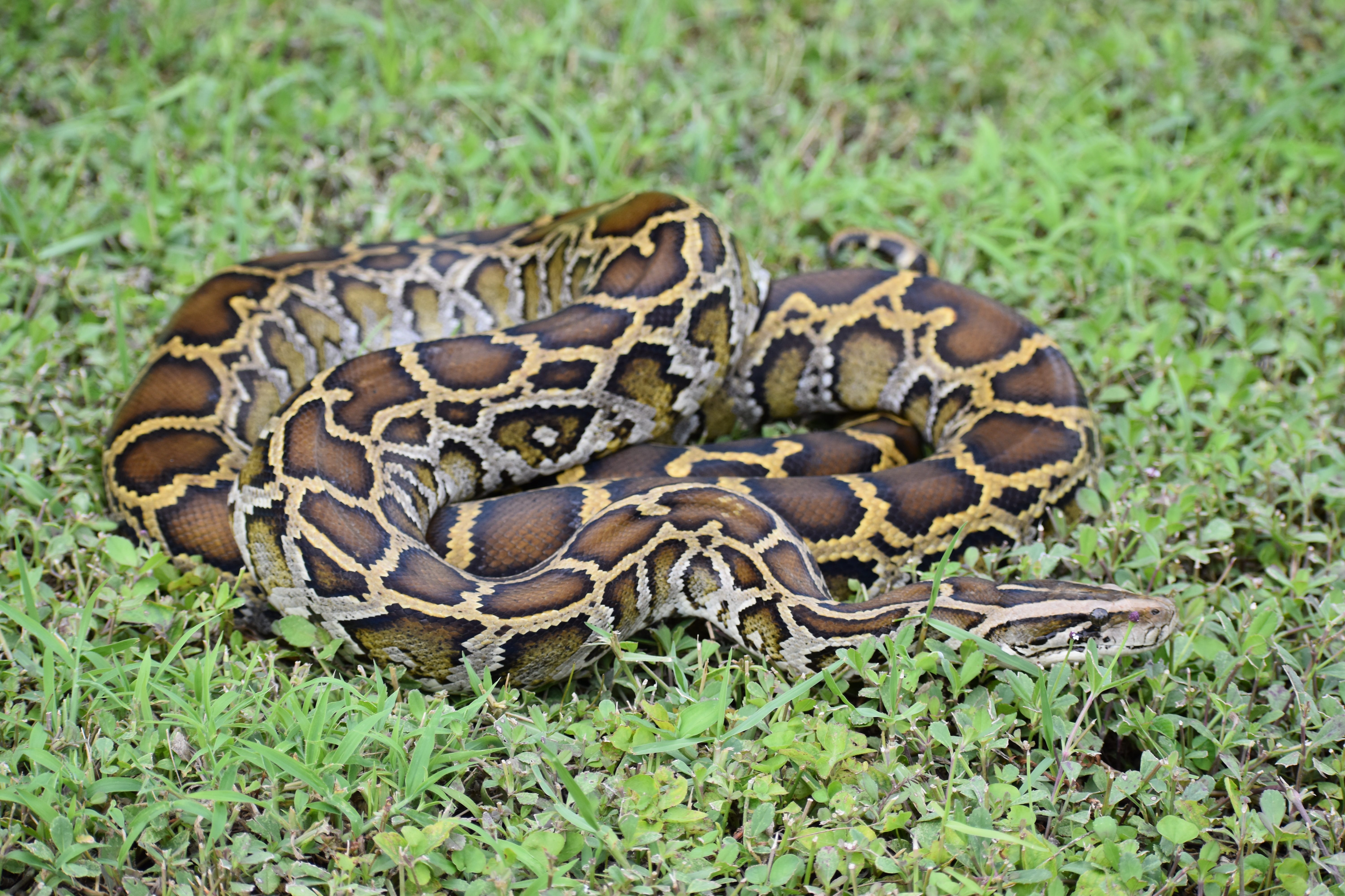 betago python