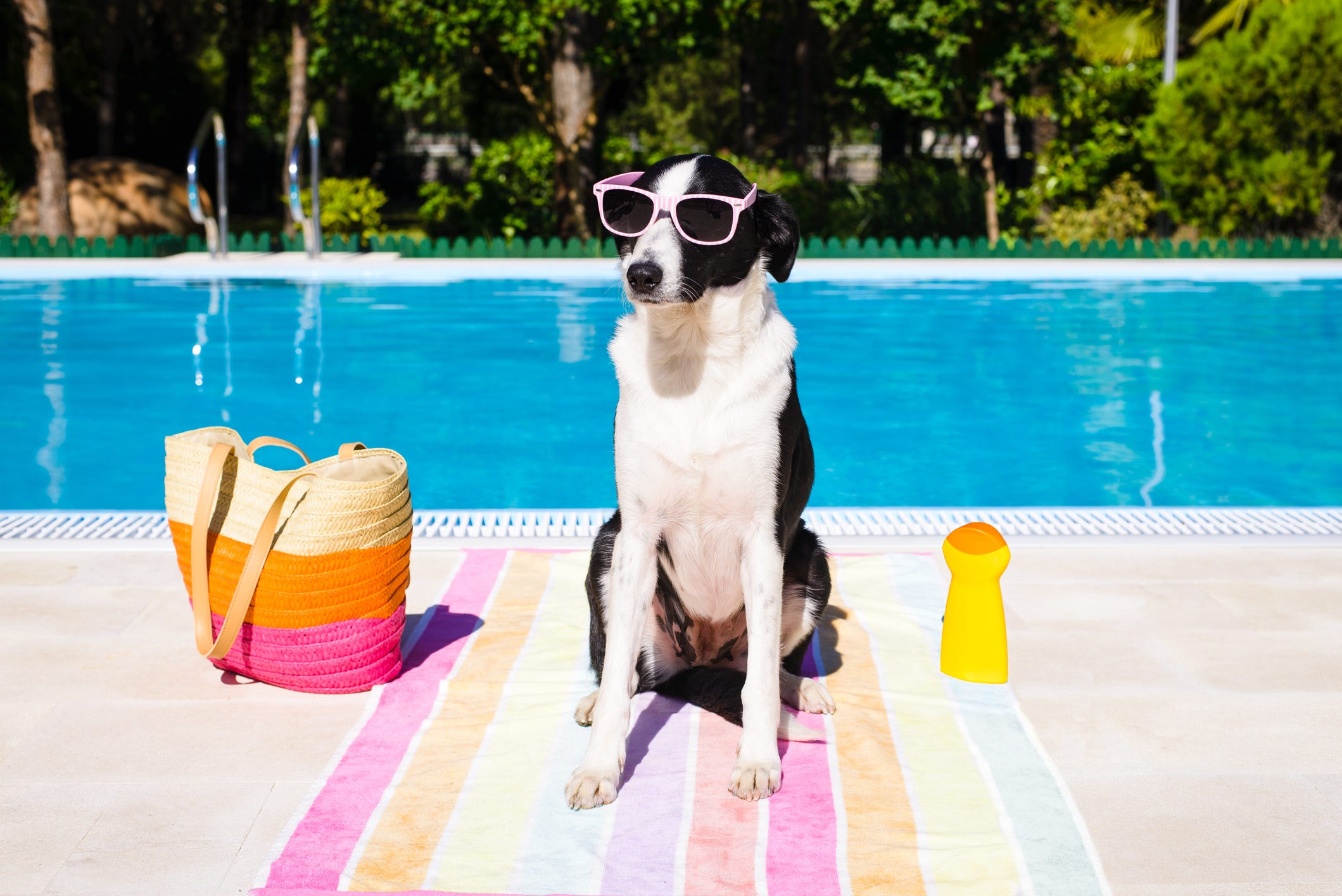 how do you keep dogs cool in hot weather