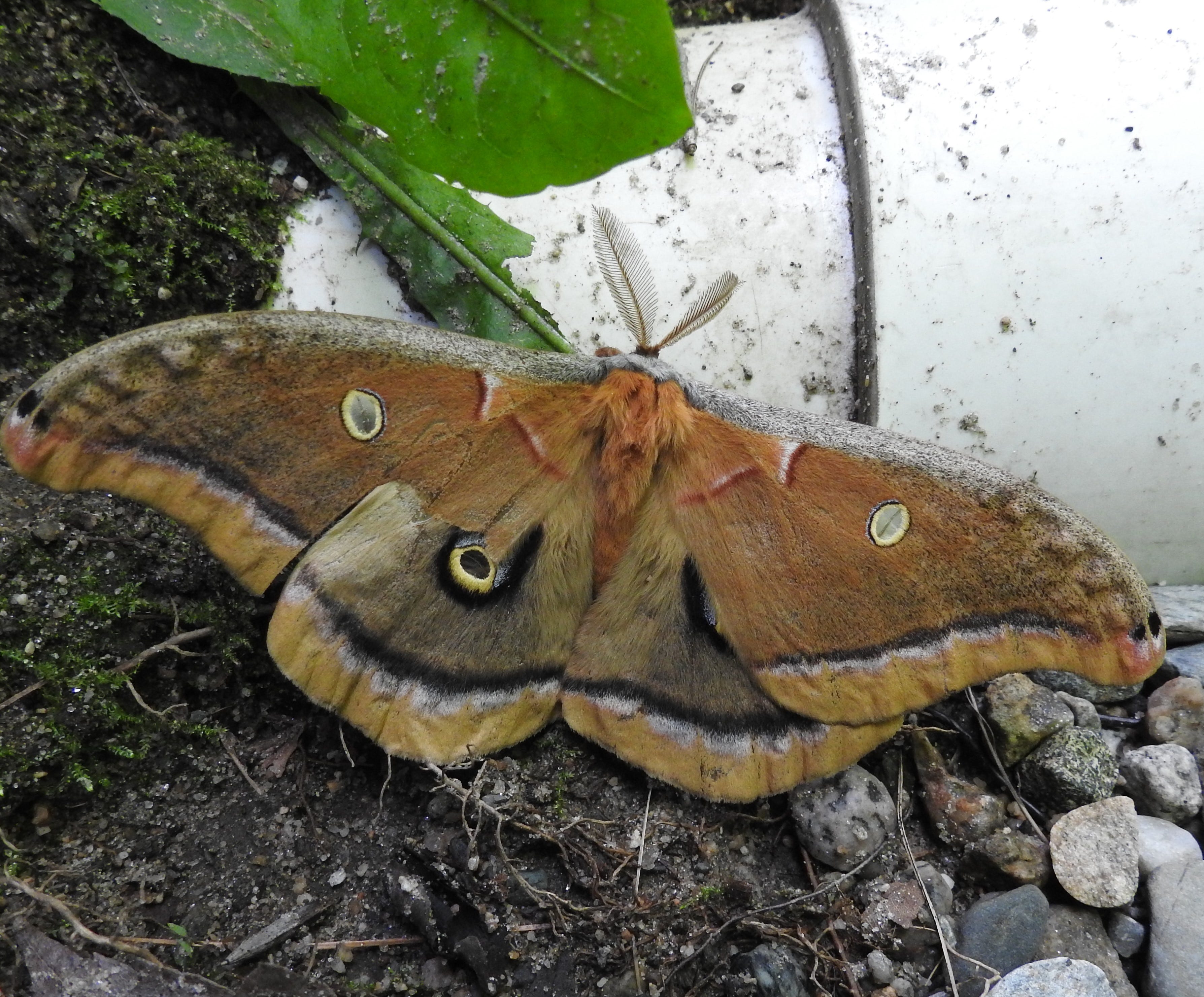 Polyphemus Moths And Their Life Cycles