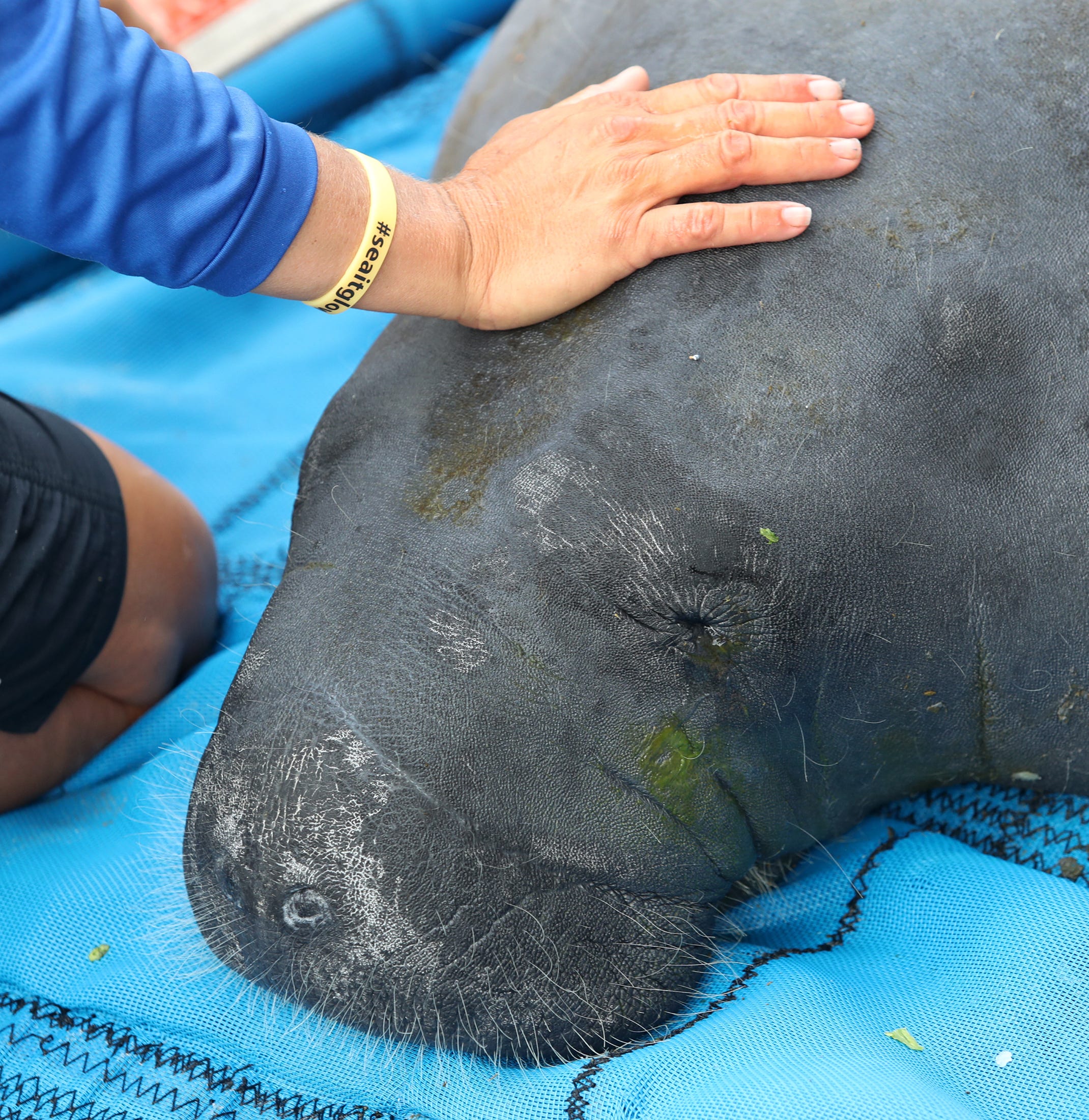 Editorial: Pollution And Seagrass Loss Puts Florida's Manatees In Peril ...