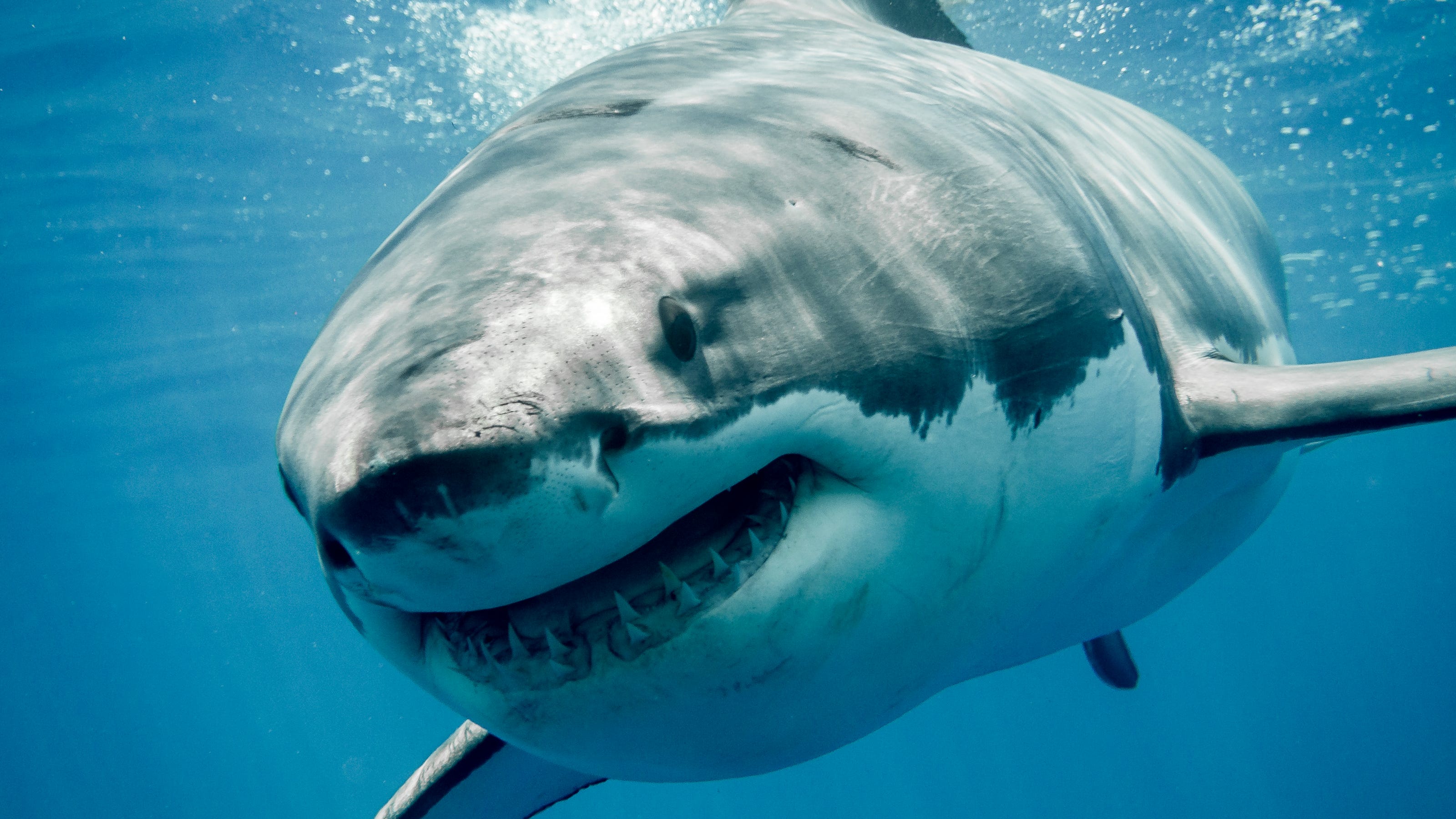 Sharks that swim near Hampton Beach NH Here's what you need to know