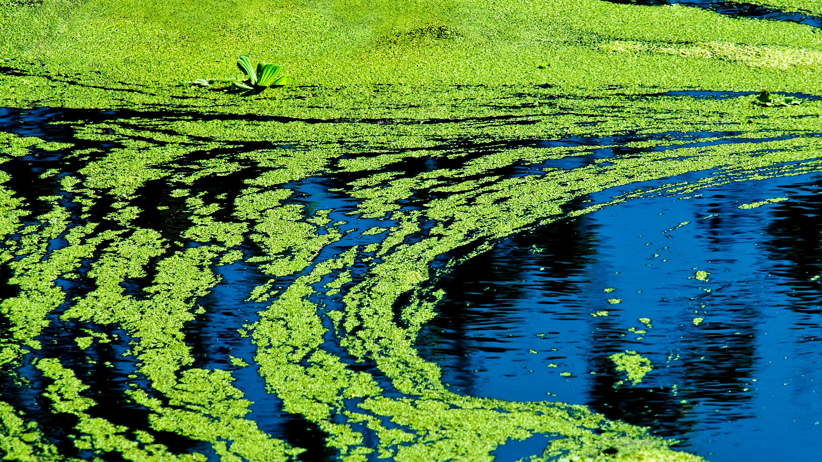 Toxic algae blooms in California can be deadly, health officials warn