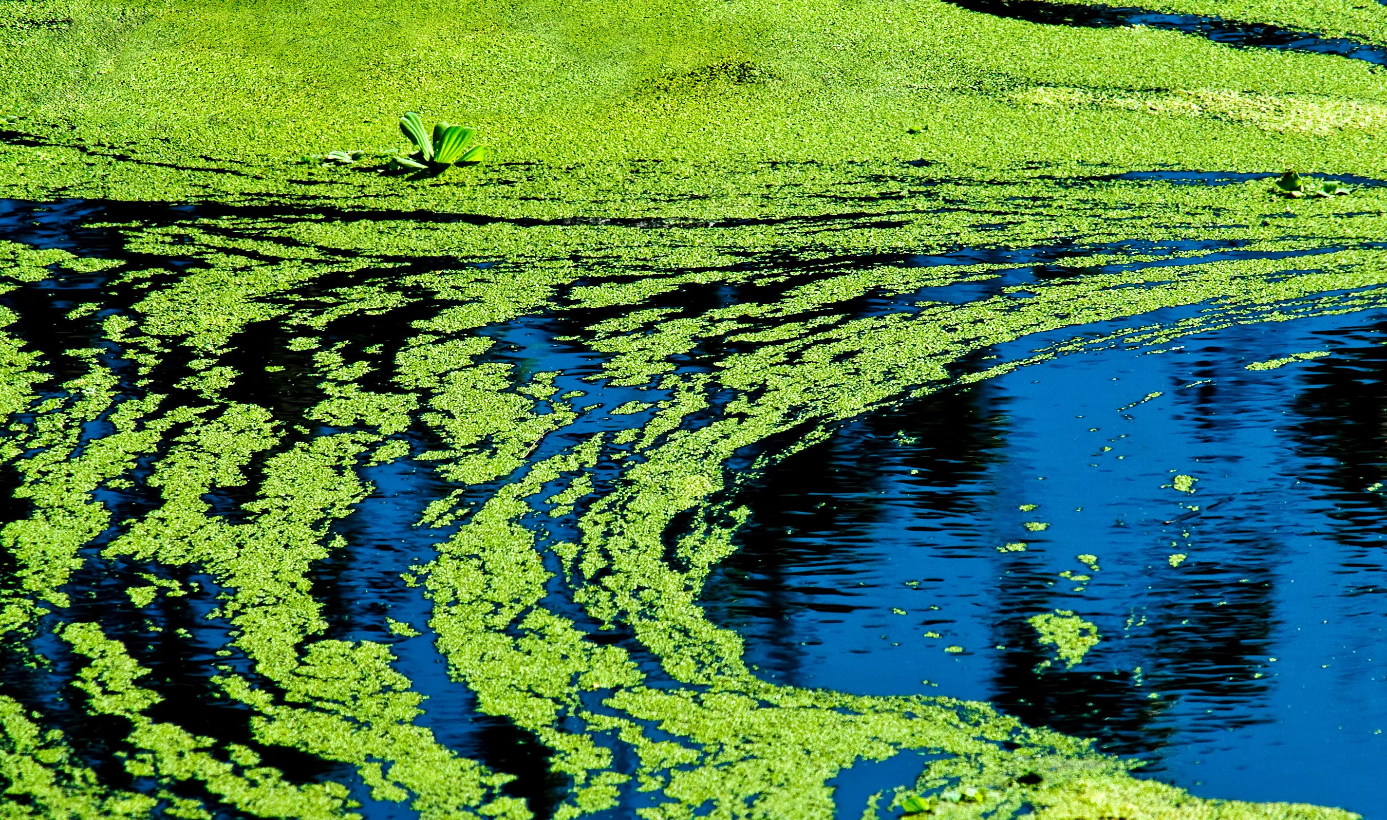 climate-change-causes-rain-events-in-midwest-that-wash-away-fertilizer