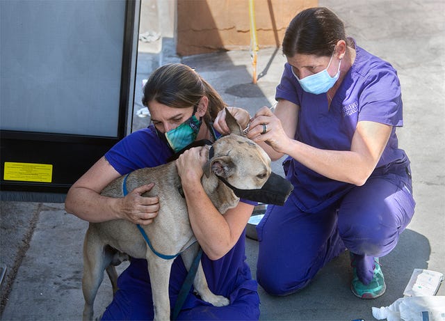 Ellevet Project Provides Free Vet Care For The Homeless Pets