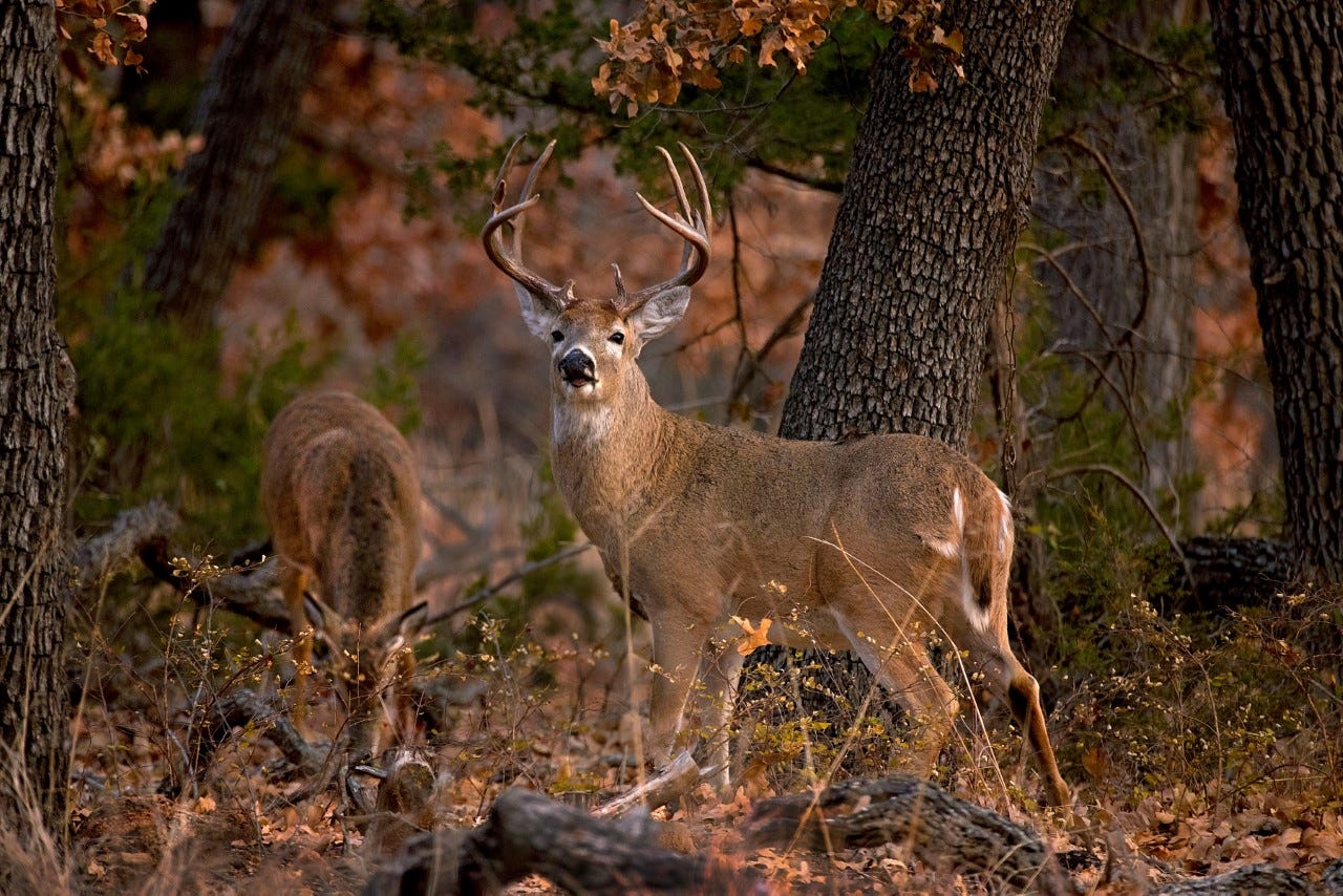 deer hunting wallpaper hd