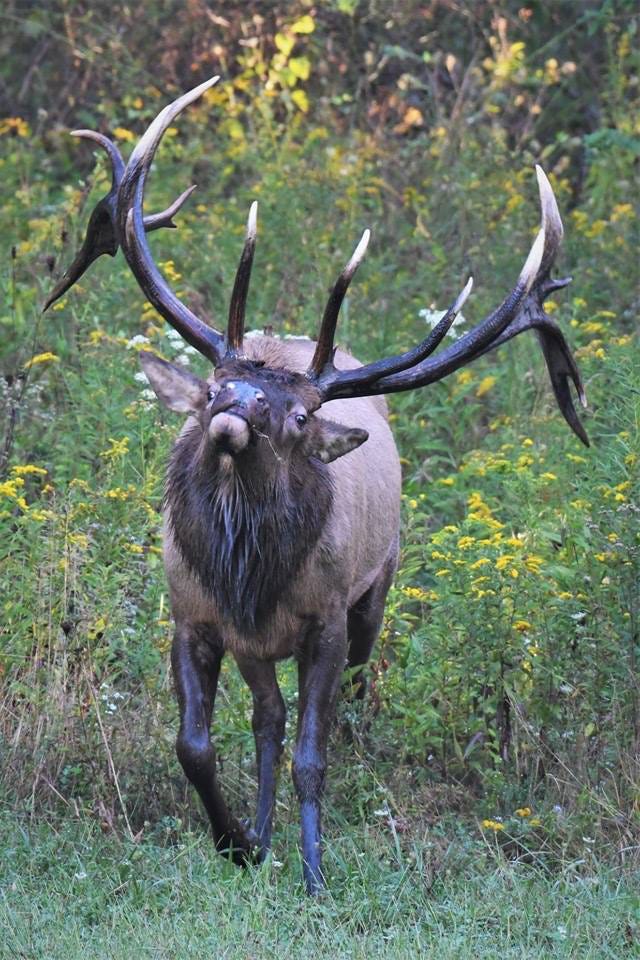 PA Elk Hunting Applications Soar, According To Game Commission