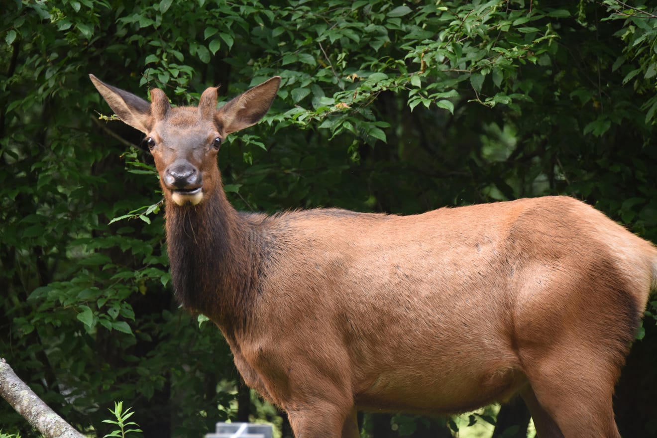 Elk in Pennsylvania? Here’s what to know if you want to go see them