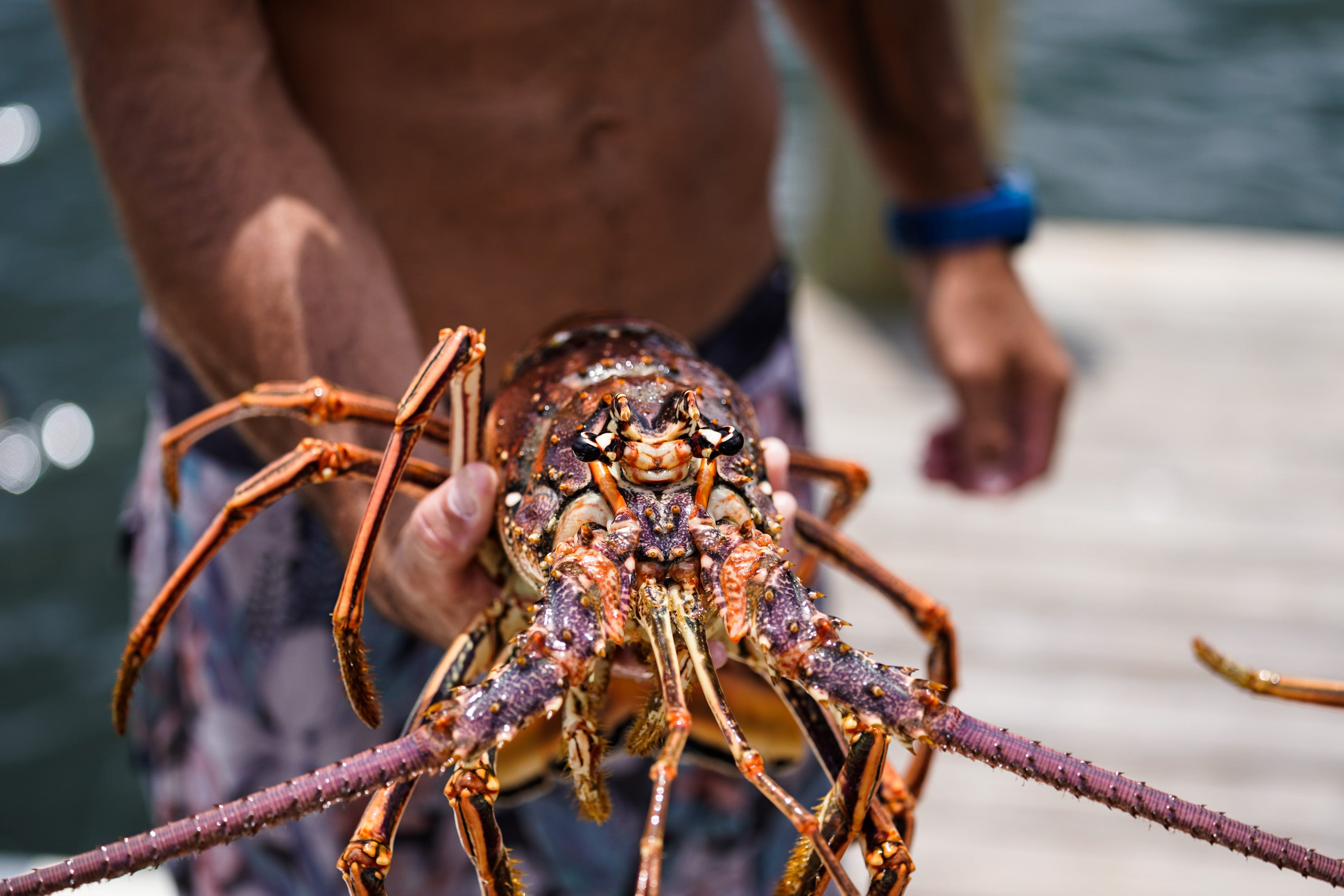 Florida spiny lobster miniseason 2022 opens. Here's what to know.