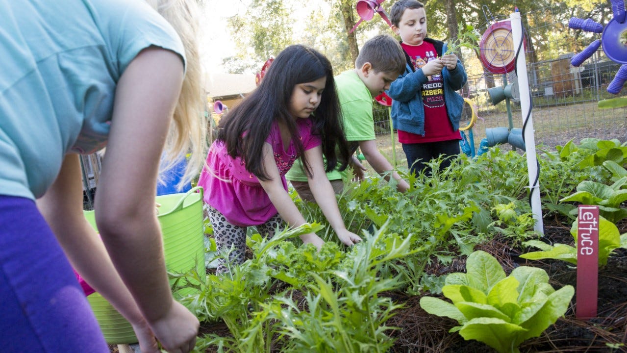 Garden Help Get ready now for fall vegetable planting