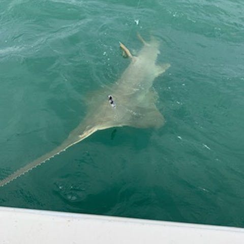 A 13-foot sawfish was caught and released Aug. 4, 