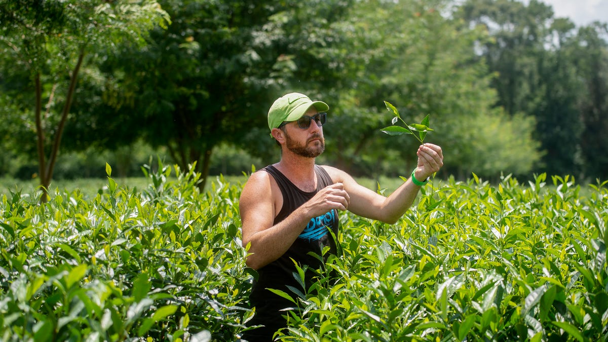 tea plantation