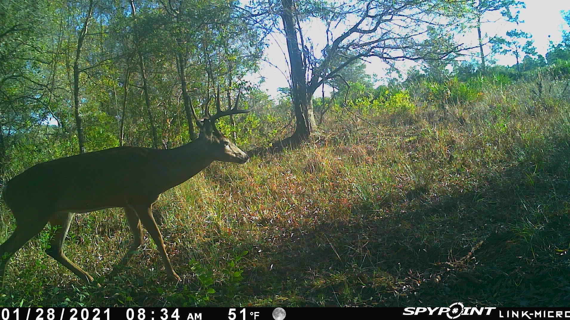 Florida antlerpoint restrictions seem to be giving hunters bigger trophies