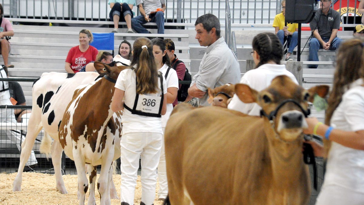 Friday at the Holmes County fair.