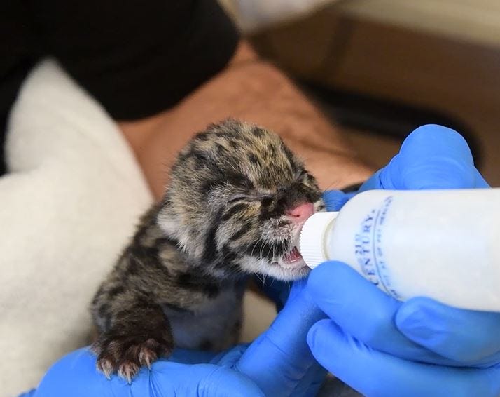 A rare, clouded leopard kitten has been born at OKC Zoo