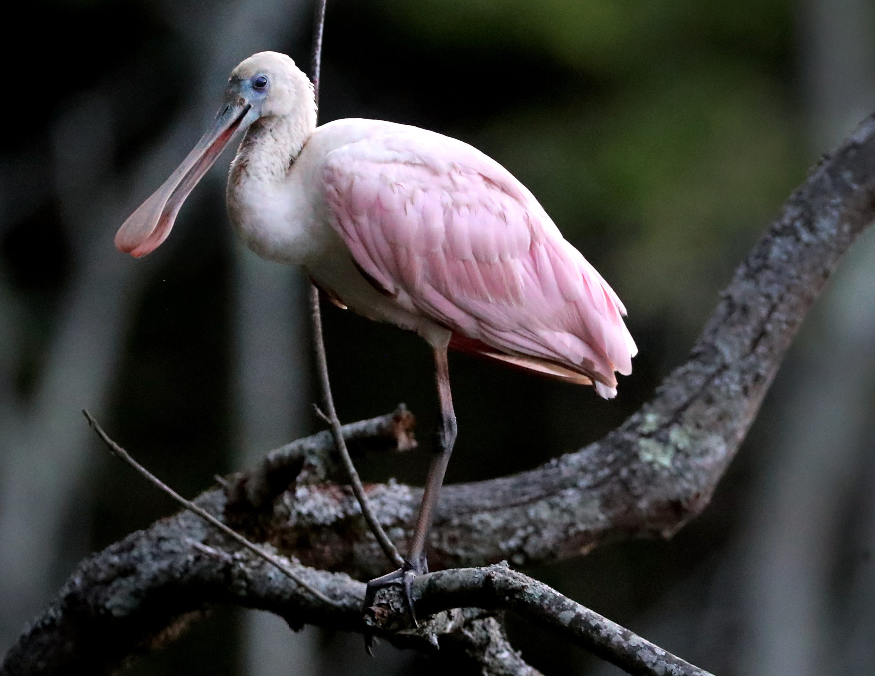 Rare Tropical Bird Roseate Spoonbill Roosting In Rural Middle Tennessee