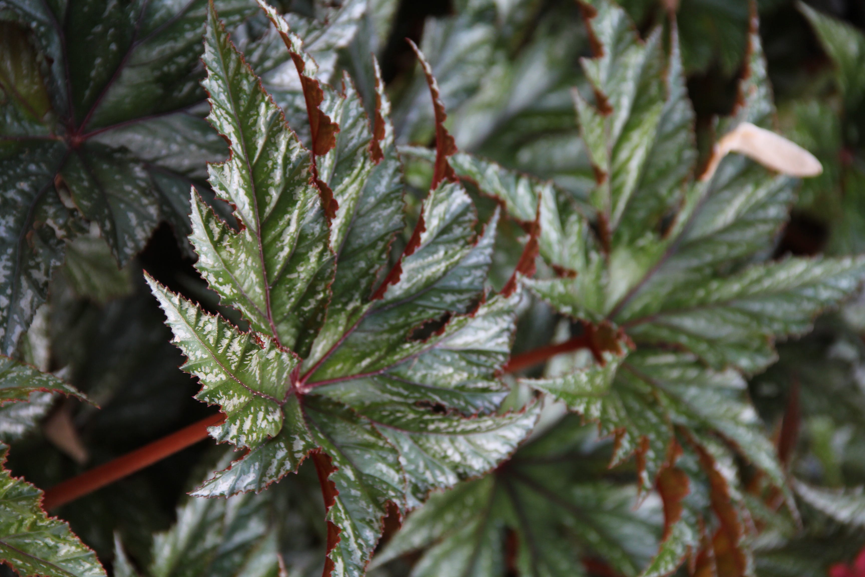 A tropical-looking plant, Begonia Gryphon boasts striking foliage