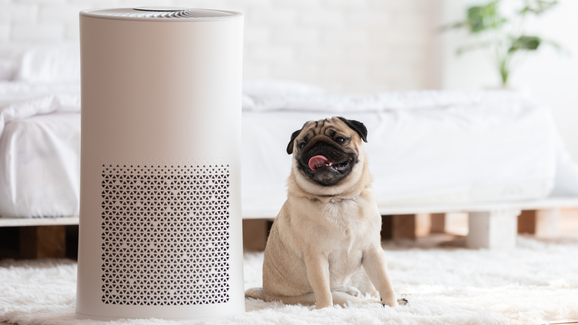 are-ozone-air-purifiers-safe-around-dogs