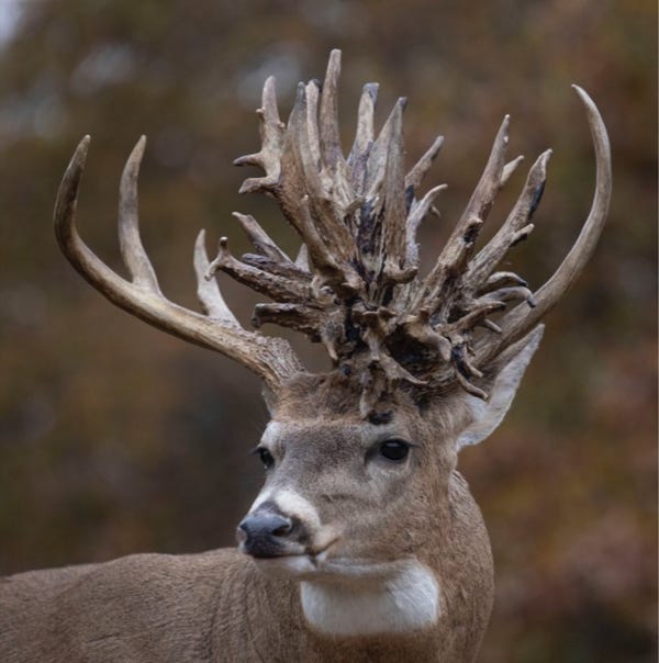 Kansas Bowhunter Brian Butcher Shot A Once In A Lifetime 67 Point Buck
