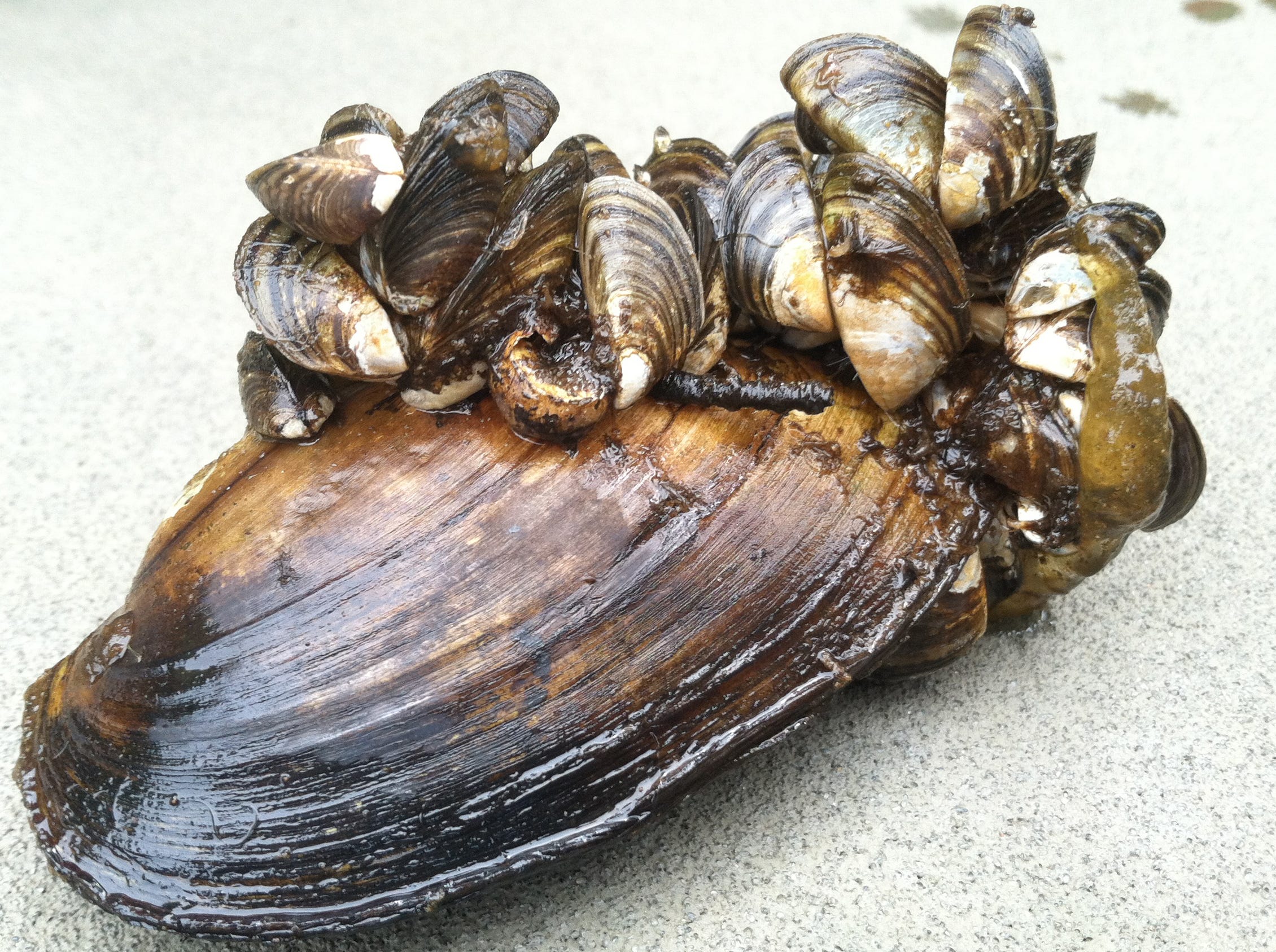 Invasive Zebra Mussels Found In Pennington County