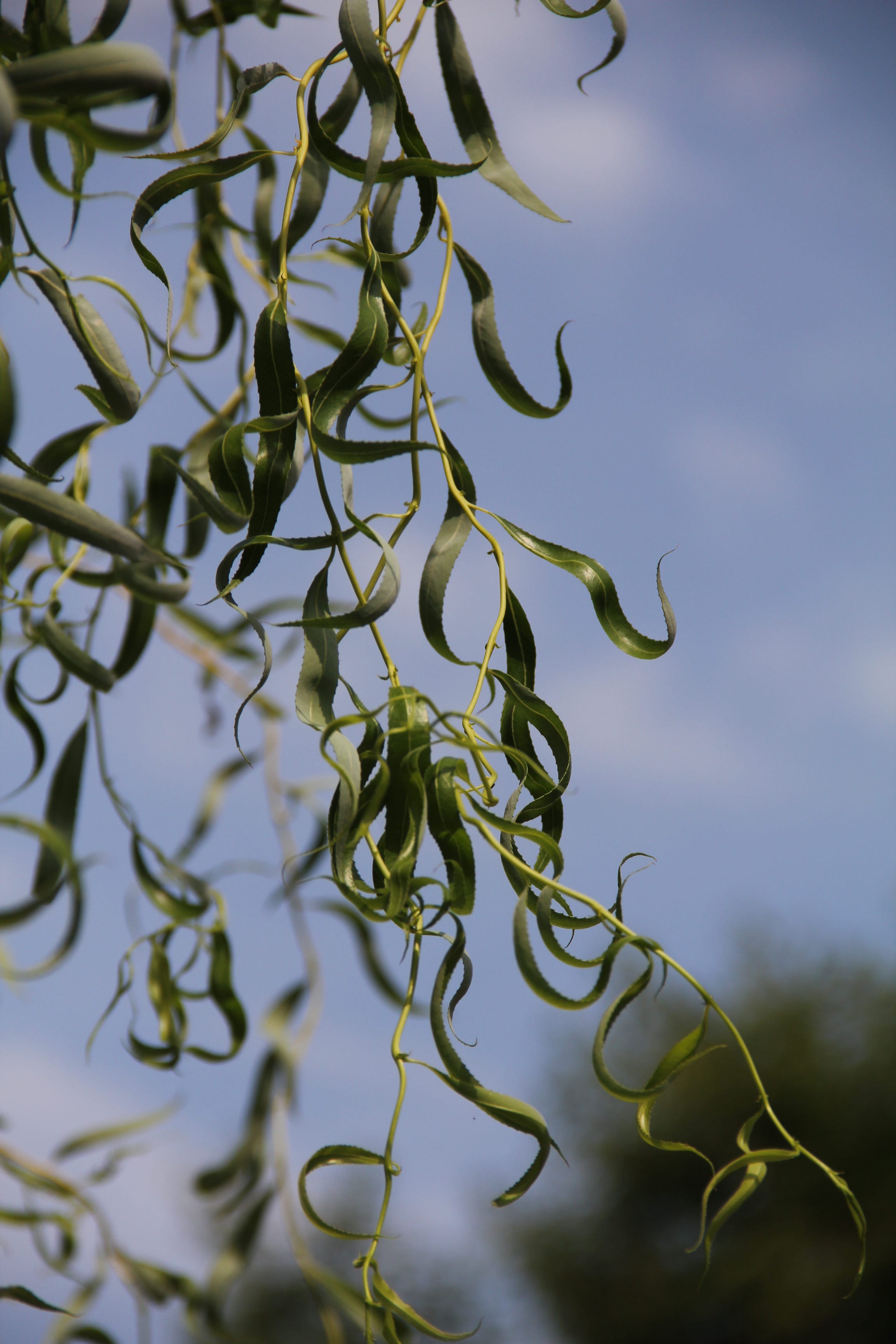 Curly willow is fast-growing ornamental tree – Redlands Daily Facts
