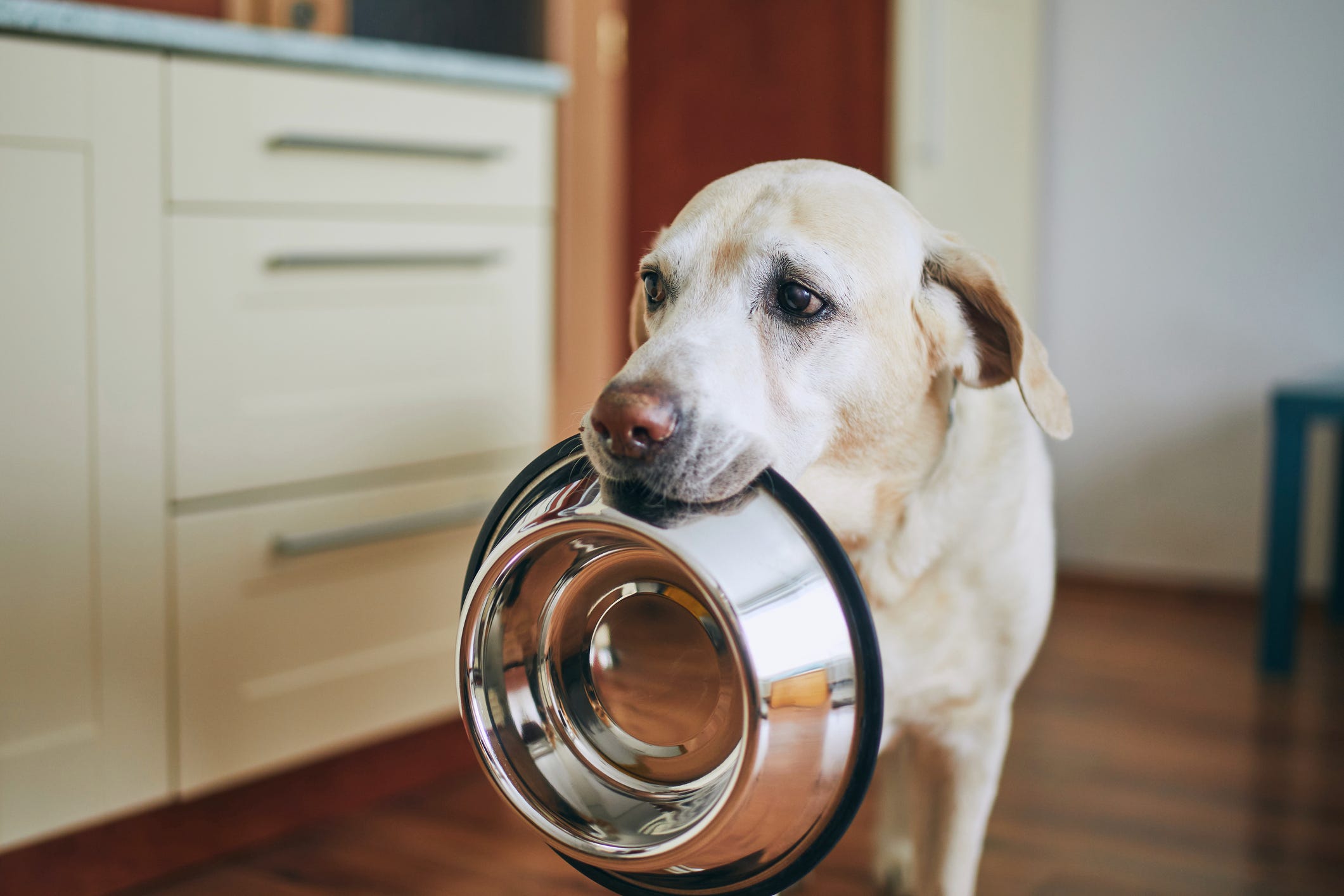 i and love and you dog food petsmart