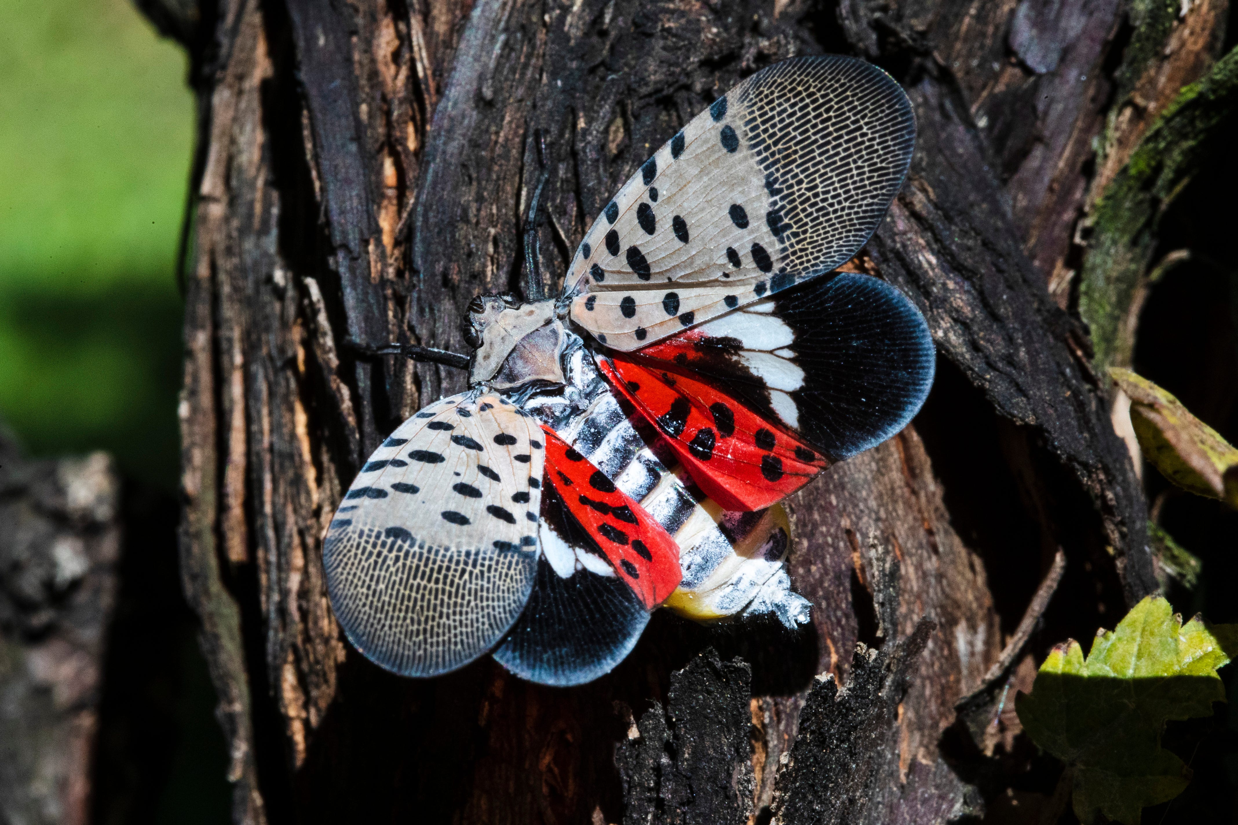 Spotted Lanternfly An Invasive Agricultural Pest Found In Indiana   066eb79c Ee89 4b3a Bc8f B633776a66f6 AP21148772811975 