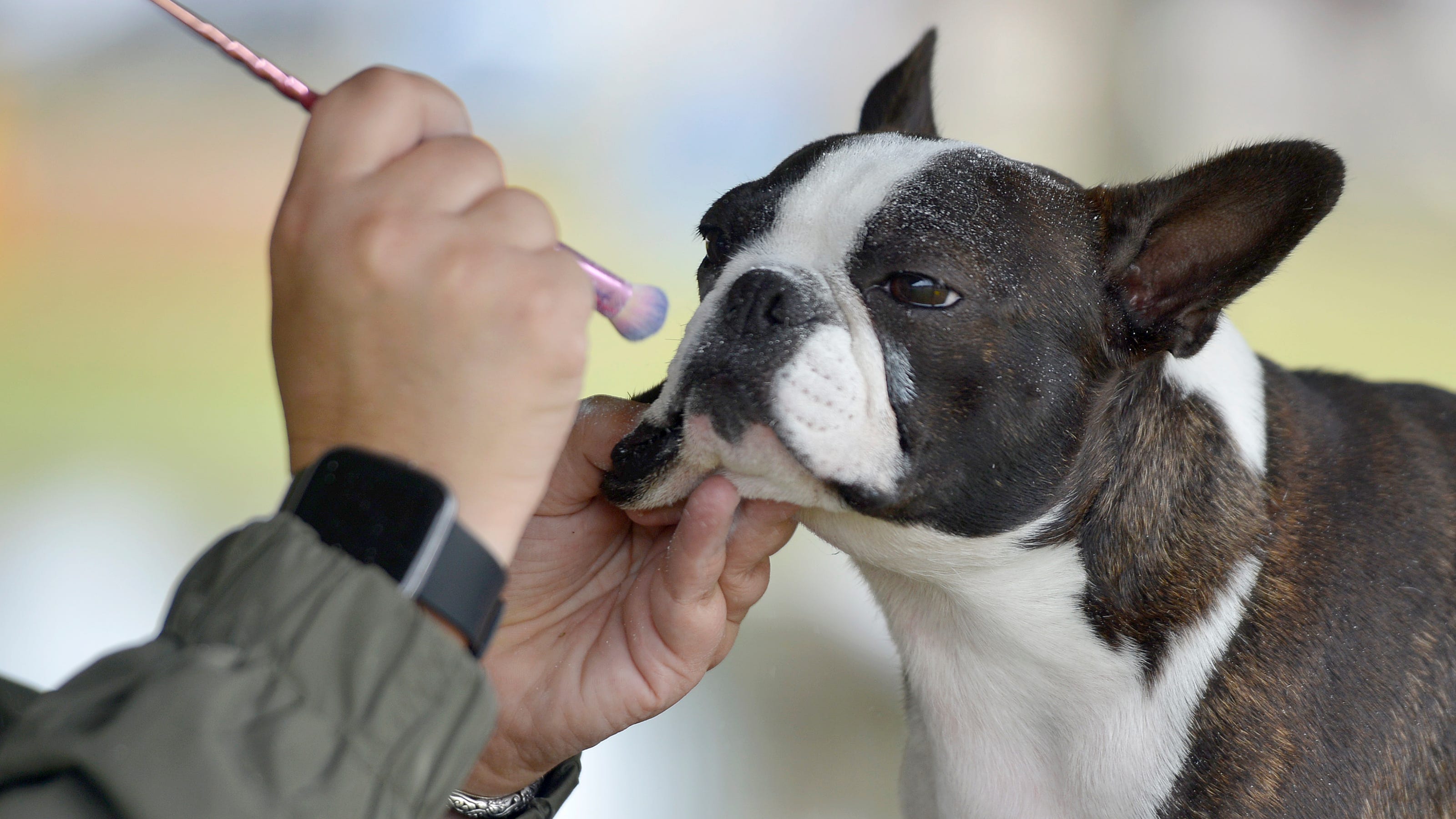 Cape Cod dog show 900+ of various breeds compete in Cranberry Cluster