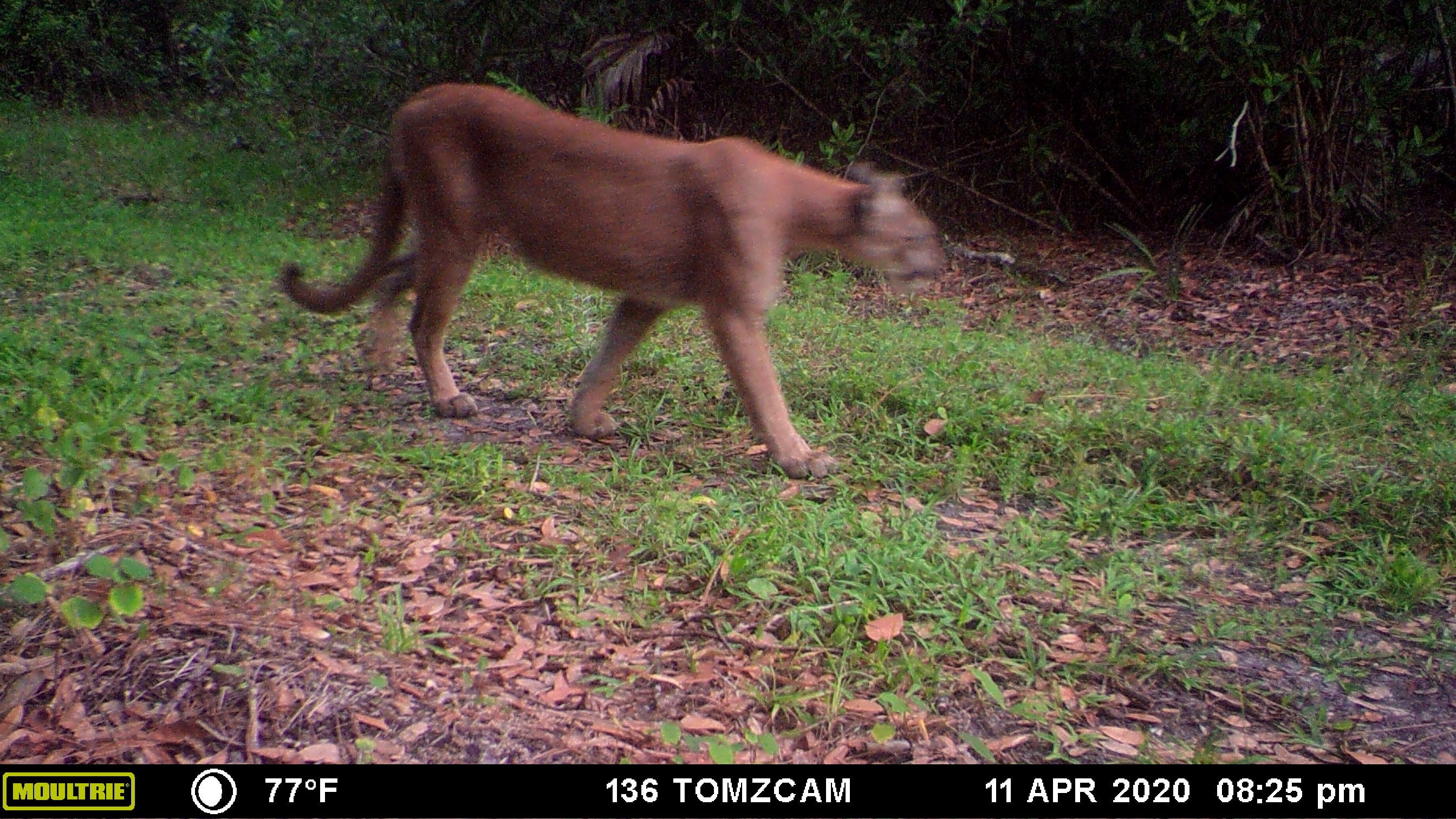 Panther spotted on camera at Collier County's Pepper Ranch Preserve