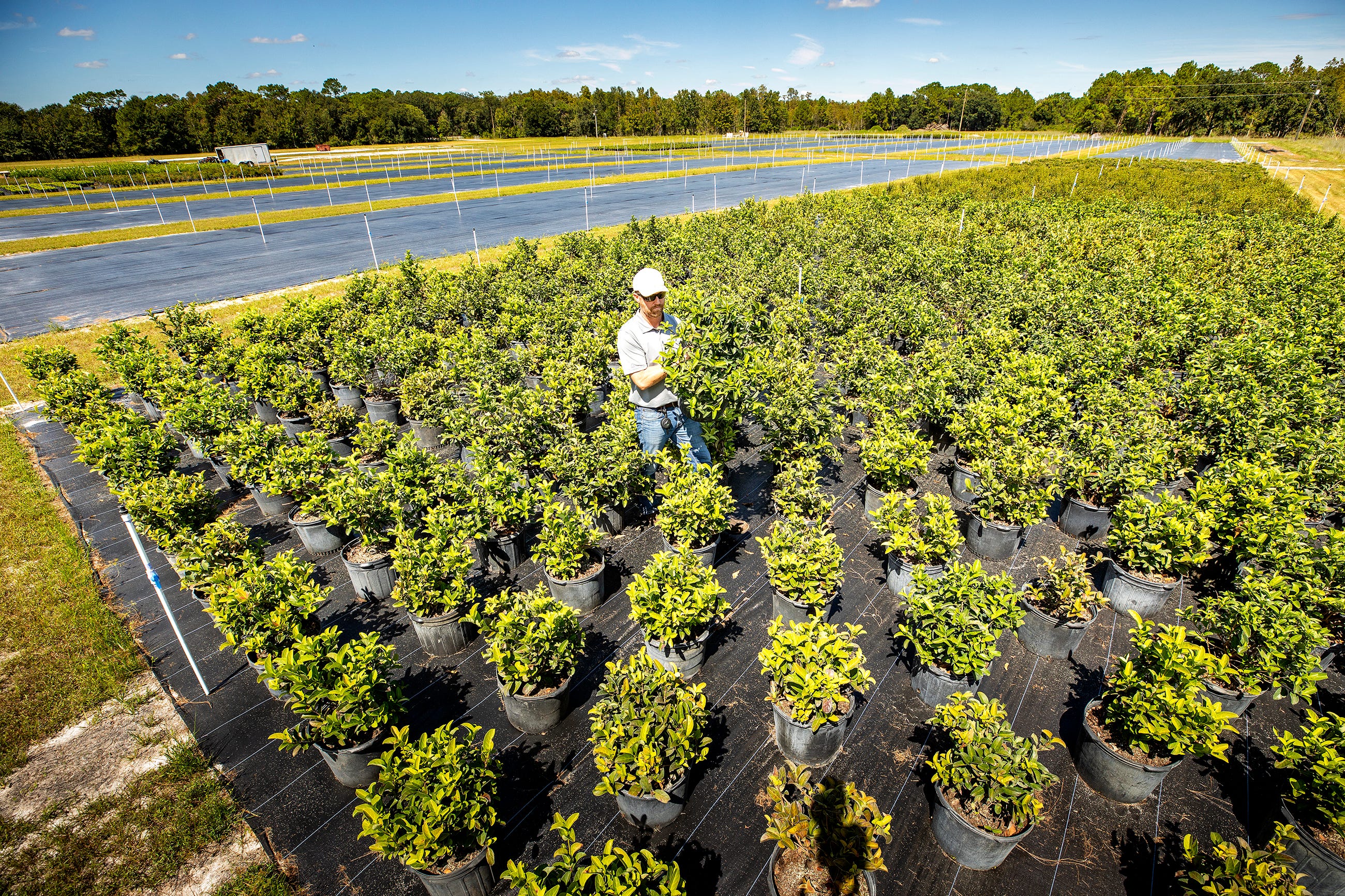 Mid Florida Nurseries To Be Replaced By A Warehouse On County Line Road   71503d0d 8fb4 4e5a 9b36 3fe80d89082a 092921 Ep NURSERY 2 NEWS 