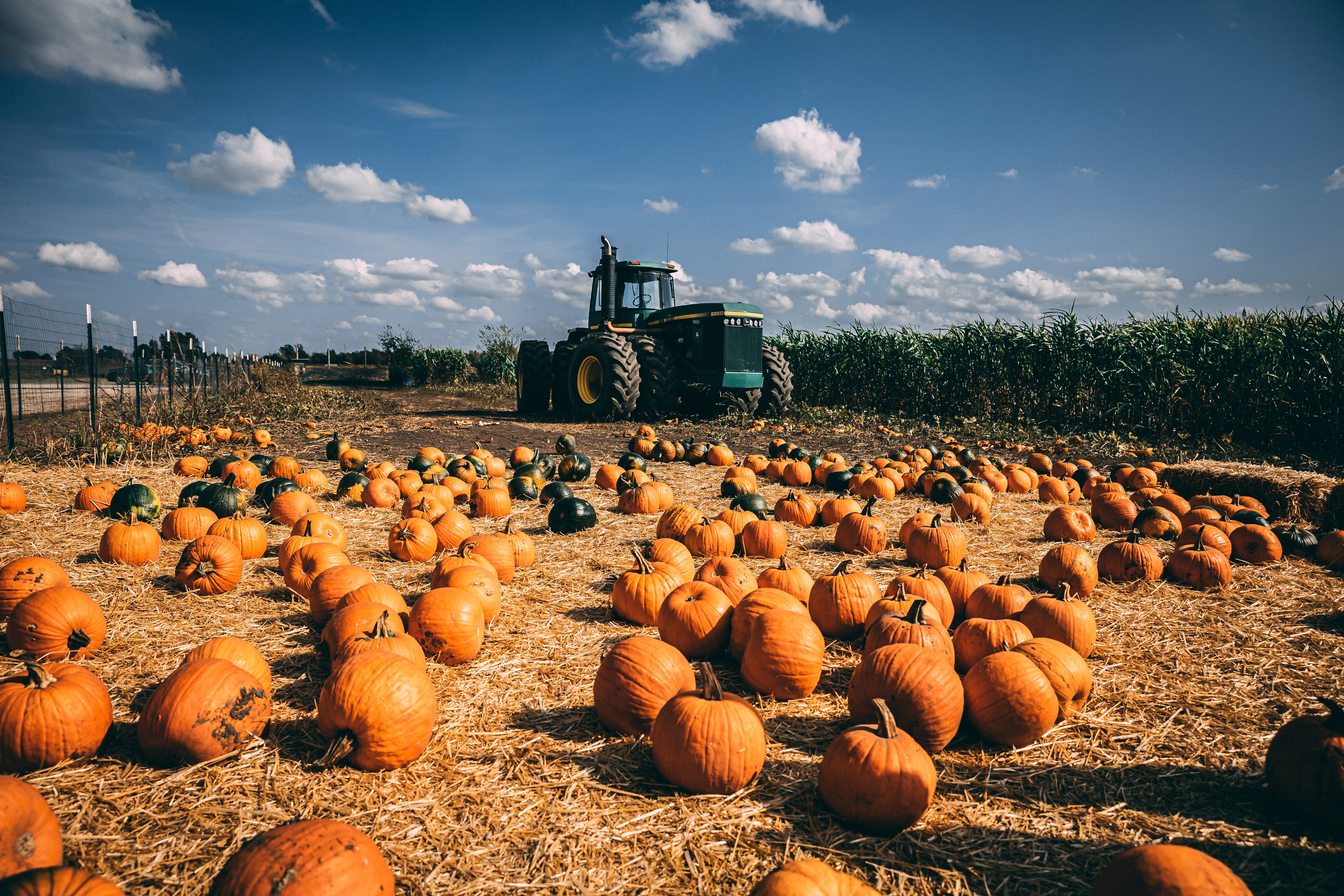 pumpkin patch ok