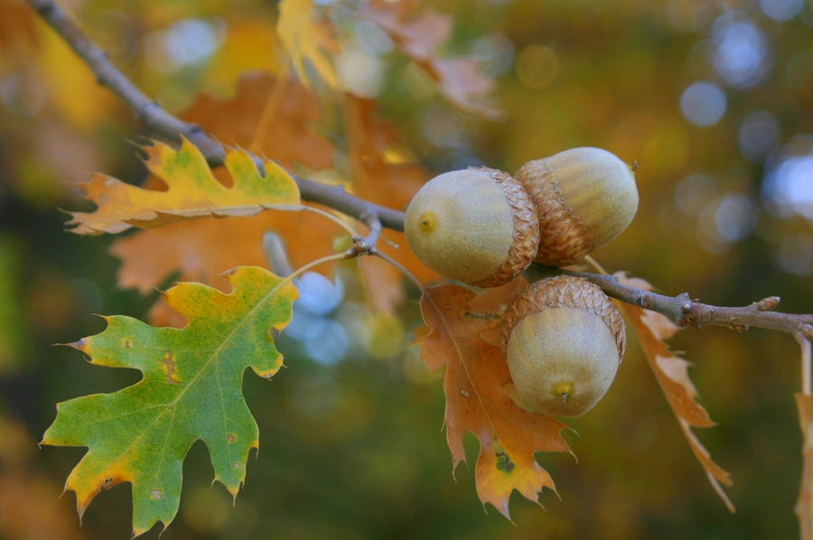 Have you noticed more acorns falling around you? You could be in the middle of a mast year for oak trees.