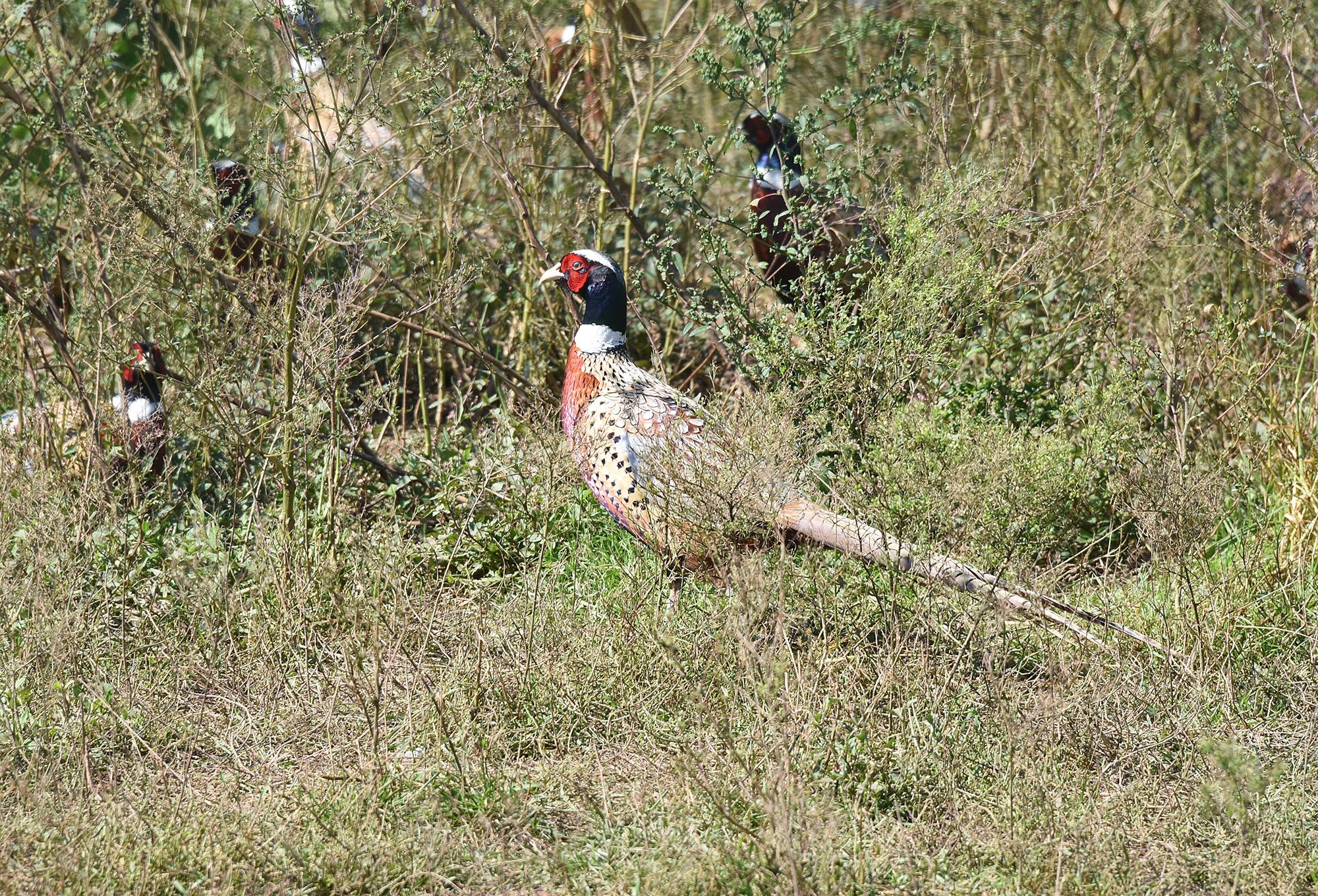 Pennsylvania Game Commission To Stock More Than 200,000 Pheasants