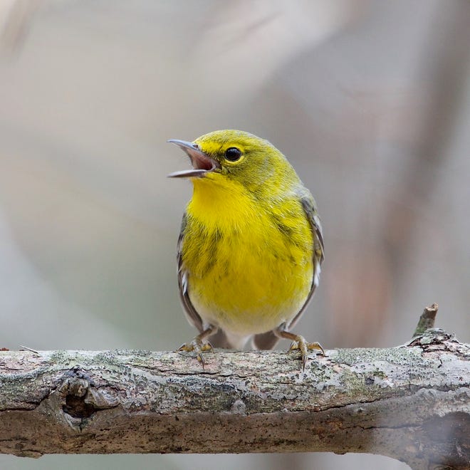 How scientists may look to birds as a first storm warning