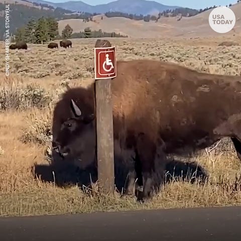 Yellowstone bison satisfies itch by cleverly using