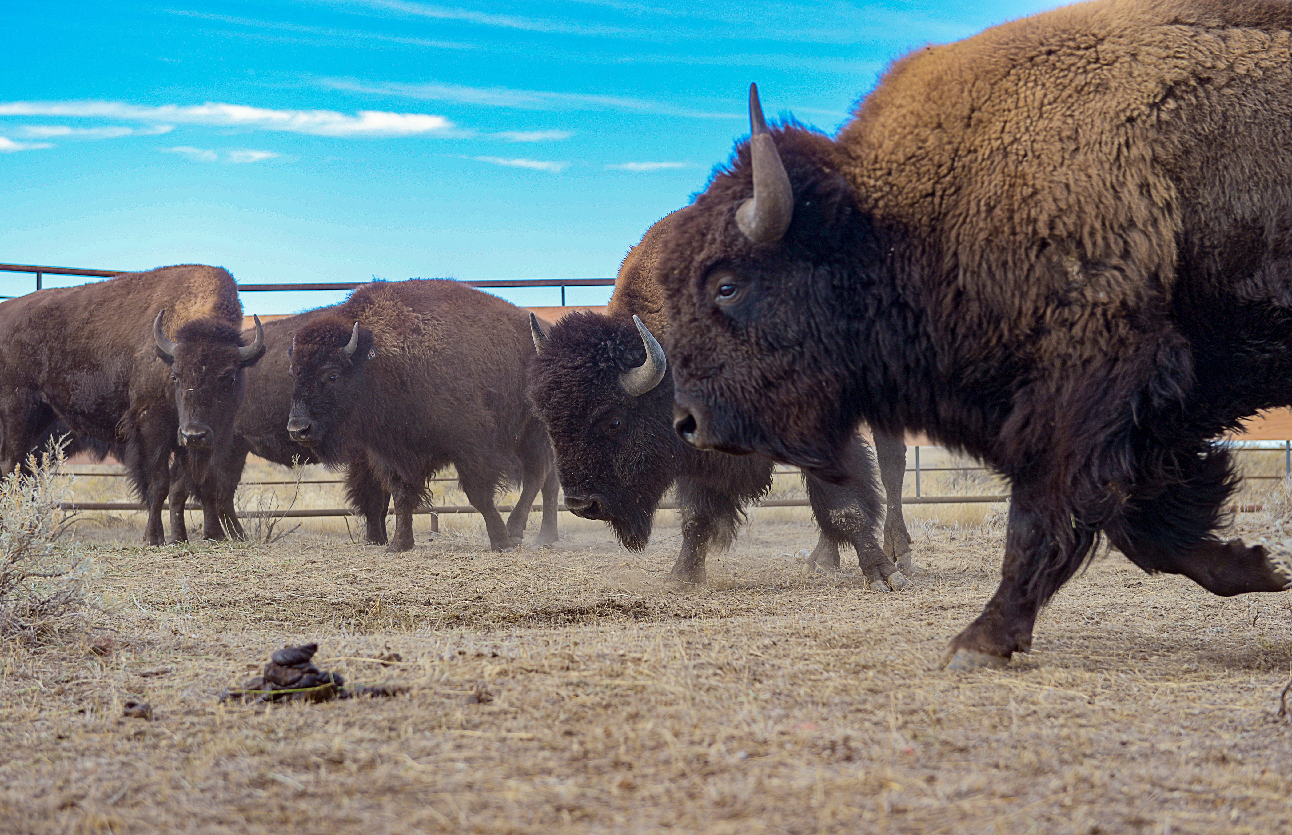 Chippewa Cree Tribe | https://www.greatfallstribune.com/tribalnews ...