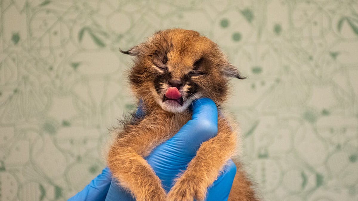Nashville Zoo Adds Baby Banded Palm Civet Caracals Palawan Binturong