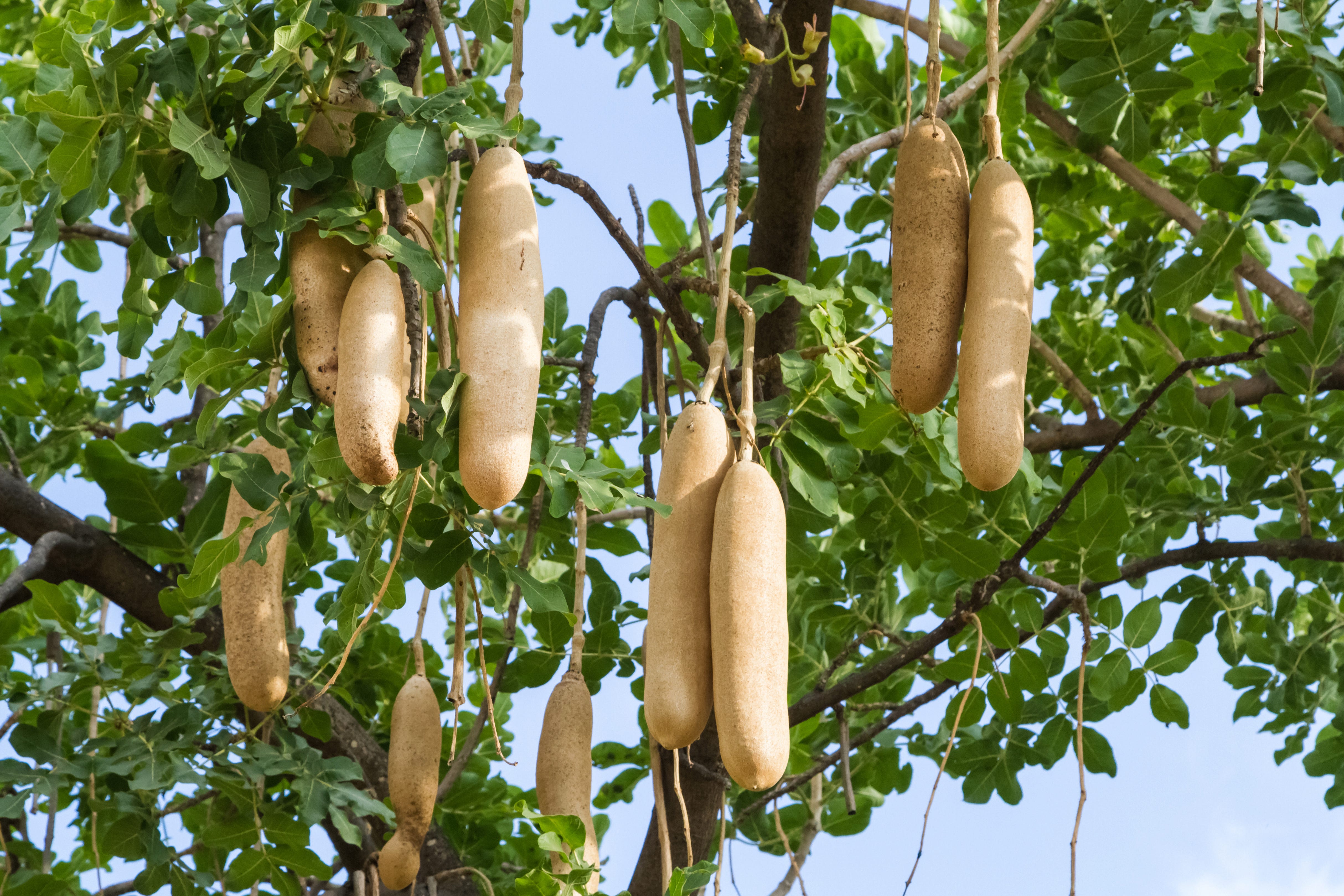 Плодов Kigelia africana (колбасного дерева)