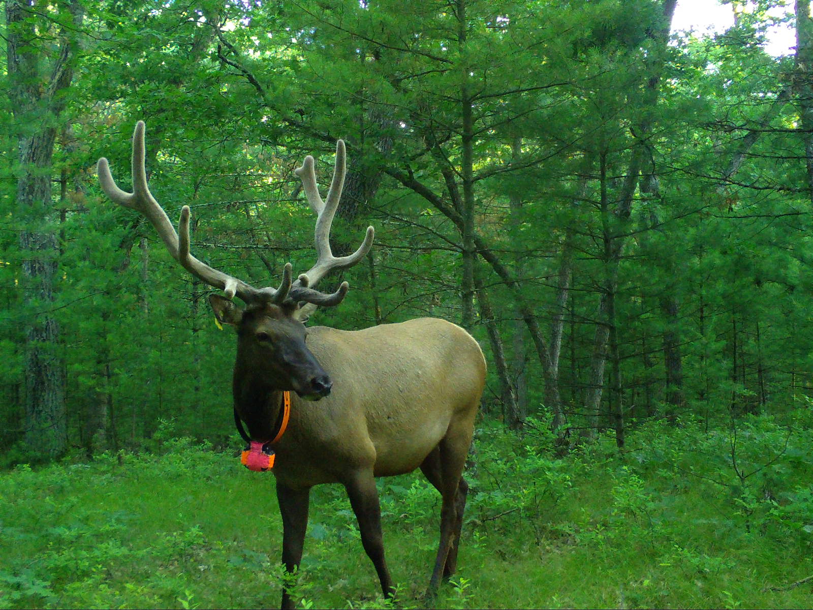 Wisconsin elk seen outside usual range return to Jackson County herd