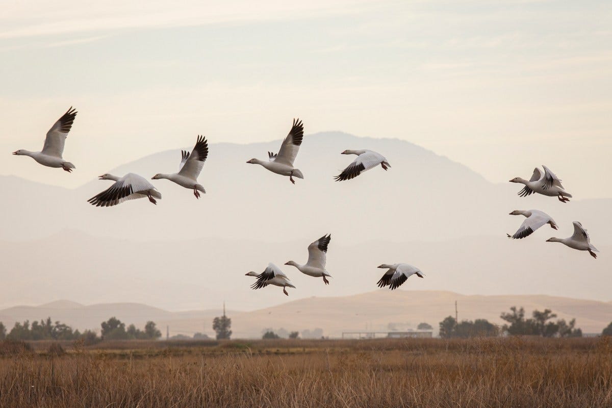 California Drought Takes Grim Toll On Pacific Flyway S Migrating Birds