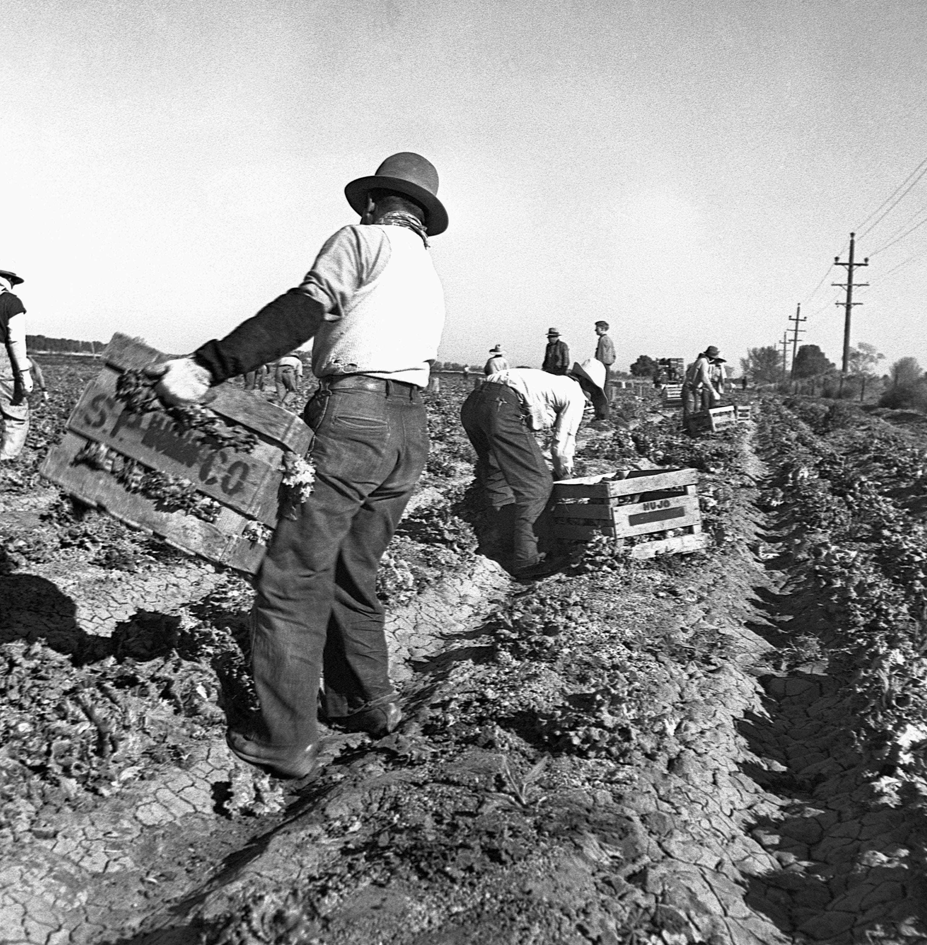 A thirty-five person strong crew of Filipinos cutting and loading lettuce near Imperial Valley, California in March 1937.