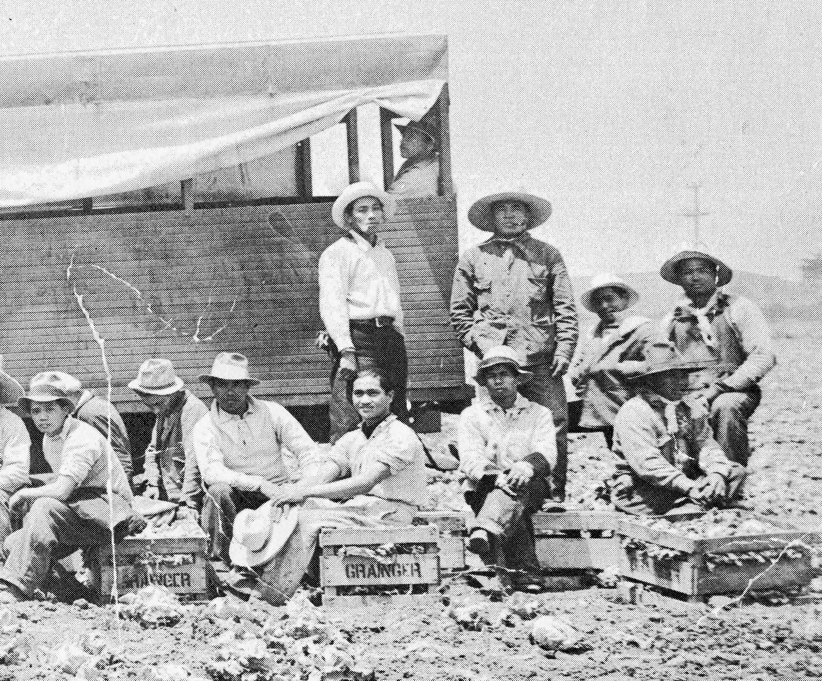 Cabbage Pickers at Salinas, California, circa 1930s-1940s.