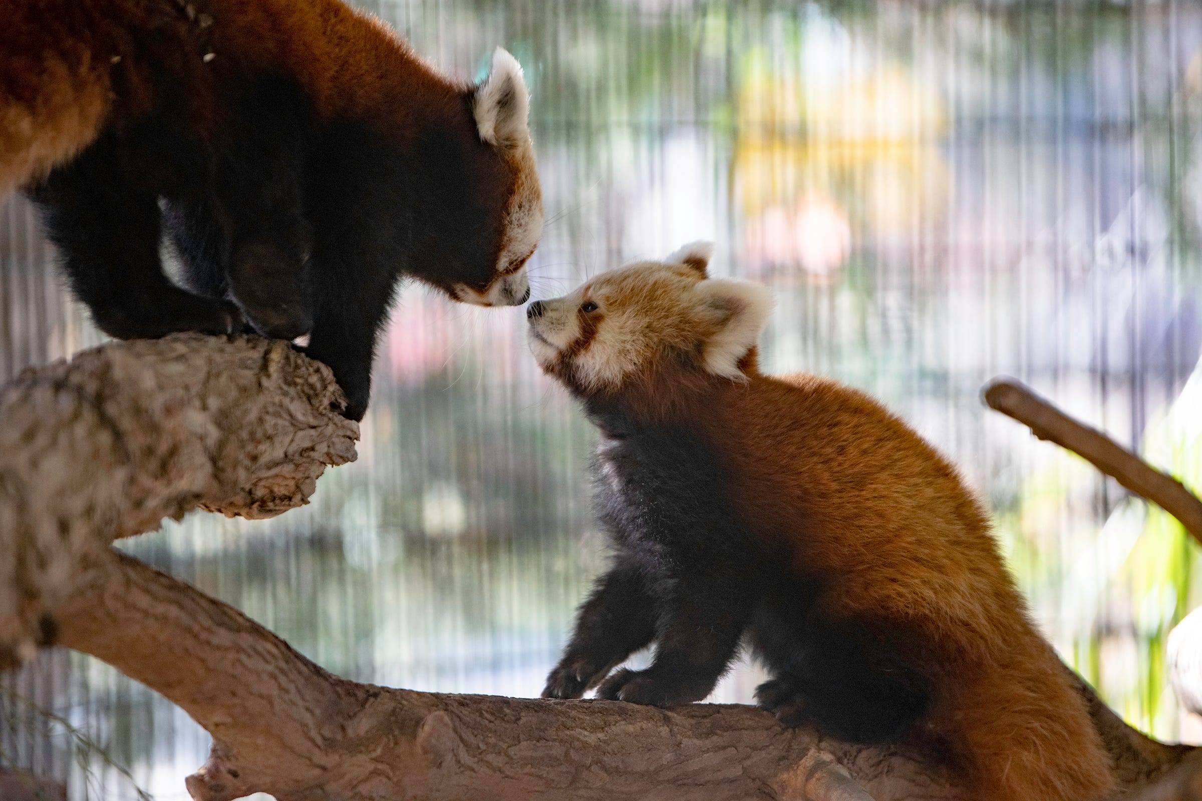 Pueblo Zoo Rare Red Panda Cubs Helping To Assure The Species' Survival