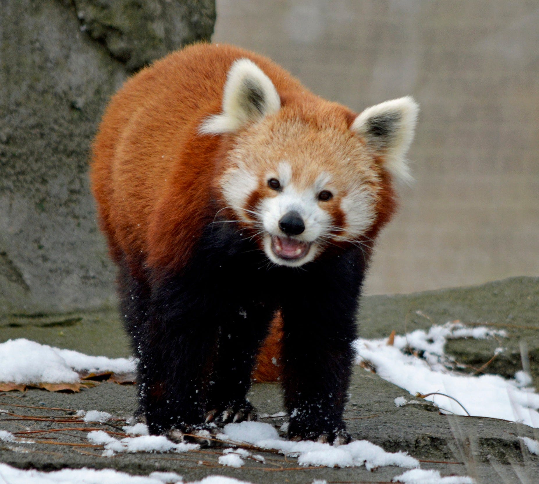 3rd Eldest Red Panda In North America Died Friday At The Detroit Zoo