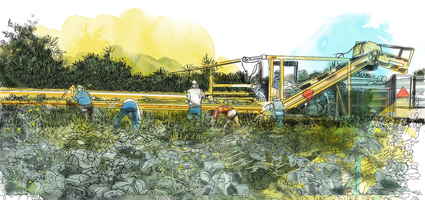 An artist's rendering of workers in Wisconsin farm fields.