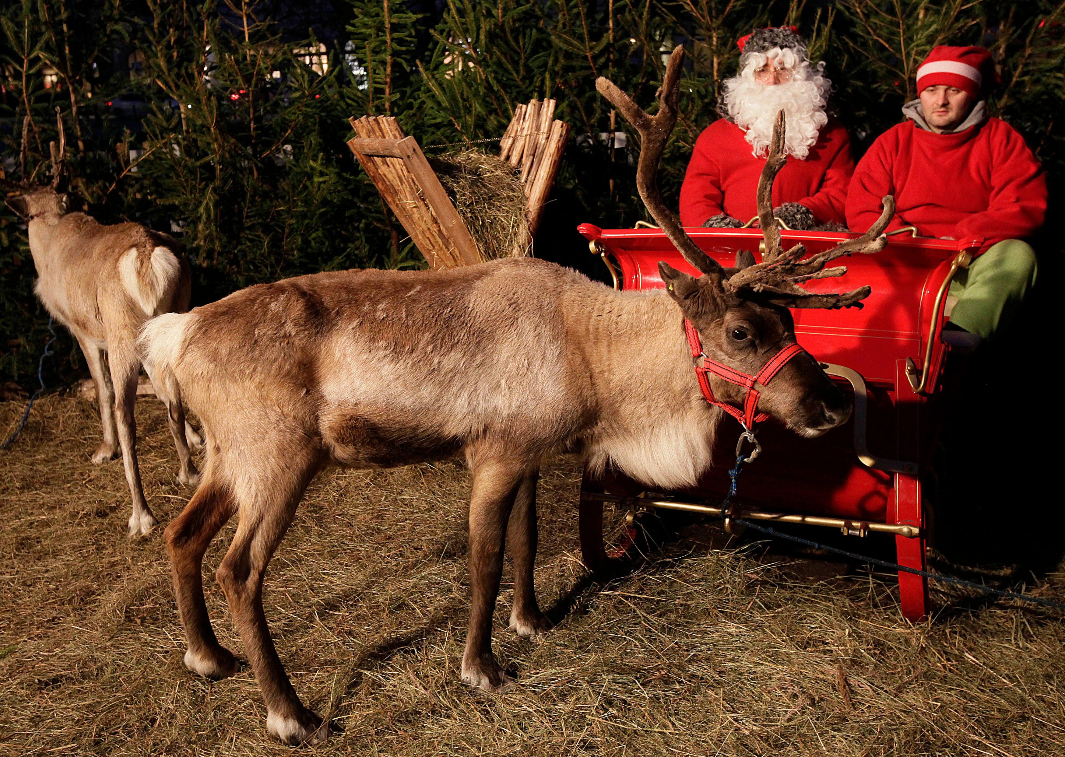 santas reindeer images