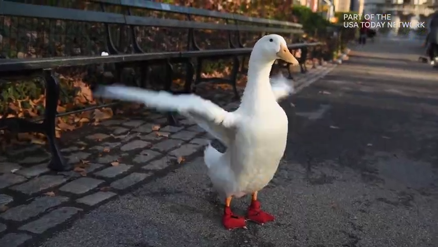 duck wearing shoes