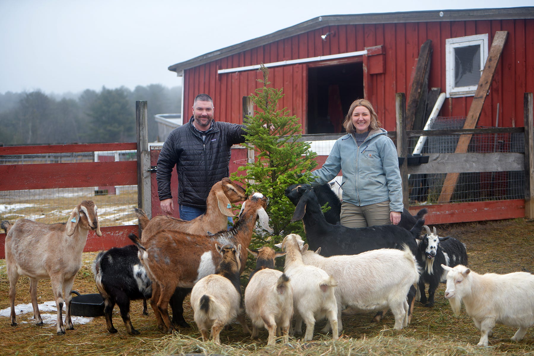 'They Go Ape Over It' — Discarded Christmas Trees A Delicacy For Local Goats