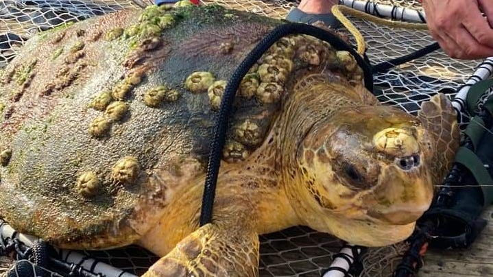 Navarre pier sees more sea turtles caught than any other in Florida