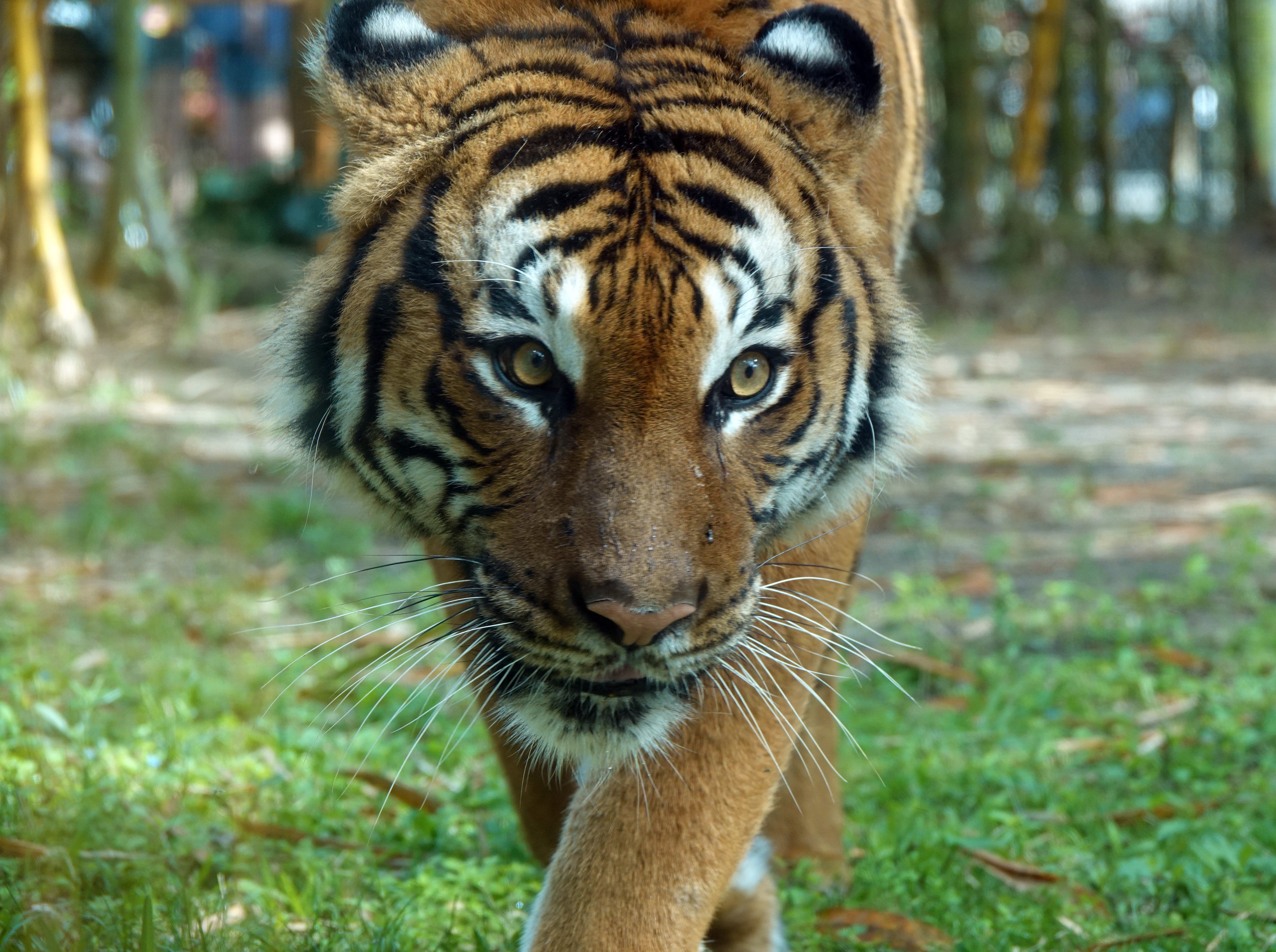 Southwest Florida tiger attack: Worker hurt at Wooten's Airboat Tours